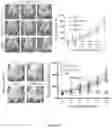 Fig. 26 - Methods and materials for treating cancer