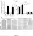 Fig. 28 - Methods and materials for treating cancer