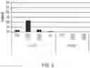 Fig. 04 - Integral membrane protein display on poxvirus extracellular enveloped virions