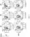 Fig. 09 - Integral membrane protein display on poxvirus extracellular enveloped virions
