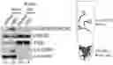 Fig. 01 - HDAC6 AND PROTEIN AGGREGATION