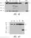 Fig. 06 - Compositions and methods comprising histidyl-tRNA synthetase splice variants having non-canonical biological activities