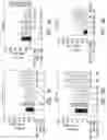 Fig. 10 - Compositions and methods comprising histidyl-tRNA synthetase splice variants having non-canonical biological activities