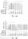 Fig. 19 - Compositions and methods comprising histidyl-tRNA synthetase splice variants having non-canonical biological activities