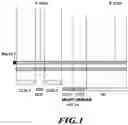 Fig. 02 - Antibodies to MASP-2