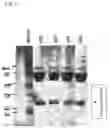 Fig. 07 - Antibodies to MASP-2