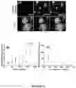 Fig. 17 - Binding proteins 1