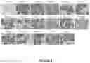 Fig. 04 - BINDING PROTEINS 2
