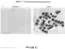 Fig. 14 - BINDING PROTEINS 2