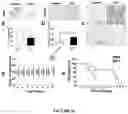 Fig. 18 - BINDING PROTEINS 2