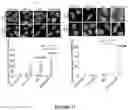 Fig. 19 - BINDING PROTEINS 2