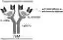 Fig. 01 - Antigenic Proteins and Methods Therefor