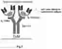 Fig. 03 - Antigenic Proteins and Methods Therefor