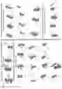 Fig. 34 - Cyclodextrin dimers, compositions thereof, and uses thereof
