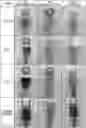 Fig. 01 - Irreversible thermochromic molded article for prevention of overheating and method for preparing same