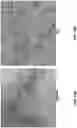 Fig. 15 - Cadmium free reverse type 1 nanostructures with improved blue light absorption for thin film applications