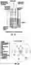 Fig. 12 - Microbial conversion of COand other C1 substrates to protein and meat substitute products
