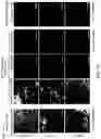 Fig. 08 - Three-dimensional microtissues with integrated mechanical loading