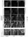 Fig. 09 - Three-dimensional microtissues with integrated mechanical loading