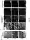 Fig. 30 - Three-dimensional microtissues with integrated mechanical loading