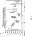 Fig. 41 - Three-dimensional microtissues with integrated mechanical loading