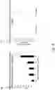 Fig. 43 - Three-dimensional microtissues with integrated mechanical loading
