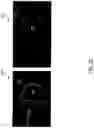 Fig. 44 - Three-dimensional microtissues with integrated mechanical loading