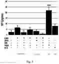 Fig. 06 - Method of human periferic sensory neurons differenciation from human stem cells and uses thereof