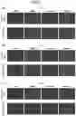 Fig. 10 - Method for producing platelets