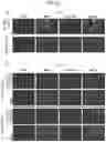 Fig. 11 - Method for producing platelets