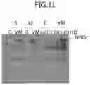 Fig. 12 - Method for producing platelets