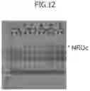 Fig. 13 - Method for producing platelets
