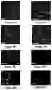 Fig. 07 - Platform for generating safe cell therapeutics