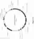 Fig. 24 - Platform for generating safe cell therapeutics