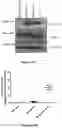 Fig. 29 - Platform for generating safe cell therapeutics
