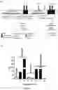 Fig. 04 - Integration sites in CHO cells