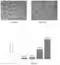 Fig. 03 - Method for virus propagation
