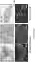 Fig. 17 - VECTORS AND METHODS OF USE