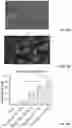 Fig. 25 - VECTORS AND METHODS OF USE