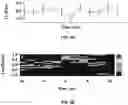 Fig. 13 - REGULATING PROTEIN SPONTANEOUS RUPTURES