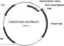 Fig. 01 - Trypsin-like serine proteases and uses thereof
