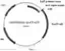 Fig. 02 - Trypsin-like serine proteases and uses thereof