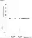 Fig. 02 - Methods and compositions for extracting nucleic acids using ferric oxide particles