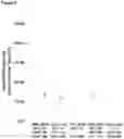 Fig. 08 - Methods and compositions for extracting nucleic acids using ferric oxide particles