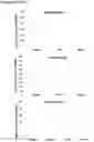 Fig. 23 - Methods and compositions for extracting nucleic acids using ferric oxide particles