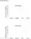 Fig. 24 - Methods and compositions for extracting nucleic acids using ferric oxide particles