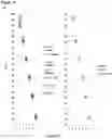 Fig. 27 - Methods and compositions for extracting nucleic acids using ferric oxide particles