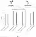 Fig. 03 - DISCOVERING AND PRODUCING CONDITIONALLY ACTIVE BIOLOGIC PROTEINS IN THE SAME EUKARYOTIC CELL PRODUCTION HOSTS