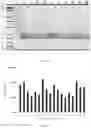 Fig. 04 - PCR primer pair and application thereof