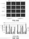 Fig. 14 - Massively parallel contiguity mapping